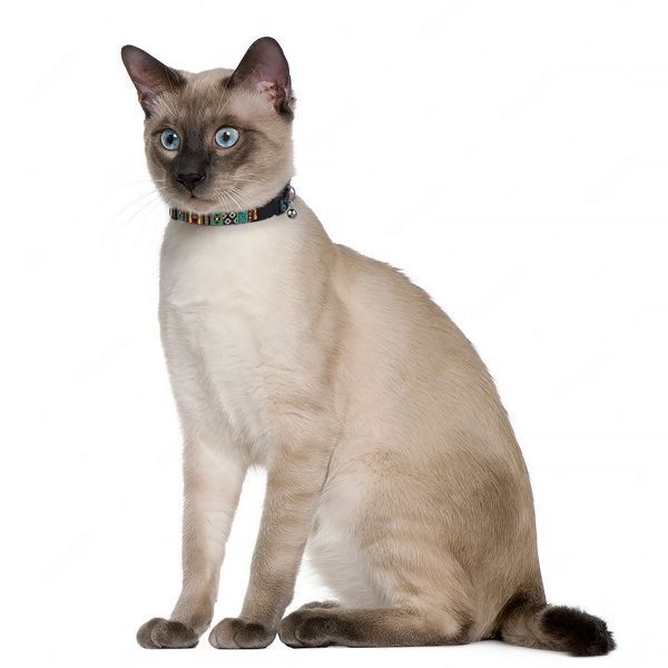 Нашийник для кота ТМ HiDOG "Boha green" розмір XS (ширина 10мм, обхват шиї 18-28см) 1004 фото
