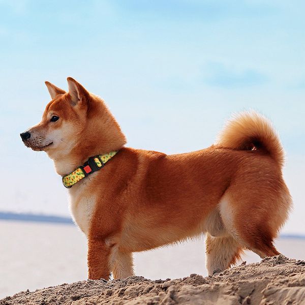 Ошейник для собаки ТМ HiDOG "Flowers yellow", размер S (ширина 16мм, обхват шеи 25-33см) 1019 фото