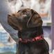Нашийник для собаки ТМ HiDOG "Arizona", розмір S (ширина 16мм, обхват шиї 25-33см) 1011 фото 4